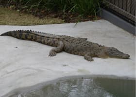 Teluk Sengat Crocodile Farm